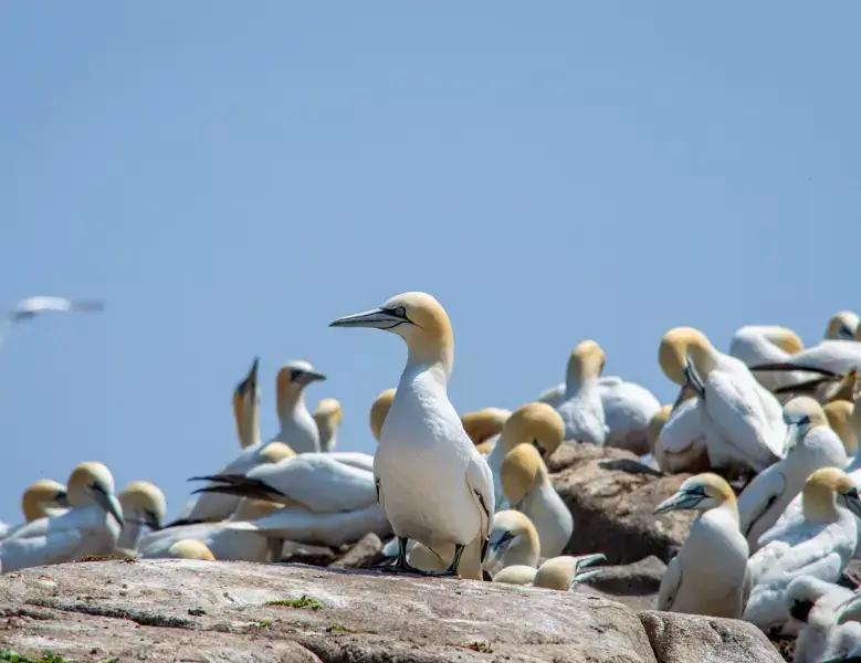 Bird watching is one of the best things to do in Ireland in Autumn