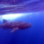 15 Important Things to Know About Whale Sharks (before swimming with them!)
