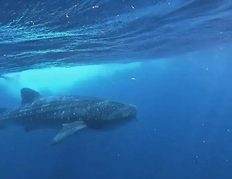 Snorkeling with Whale Sharks in Isla Mujeres, Mexico