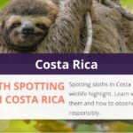 Go Sloth Spotting in Costa Rica