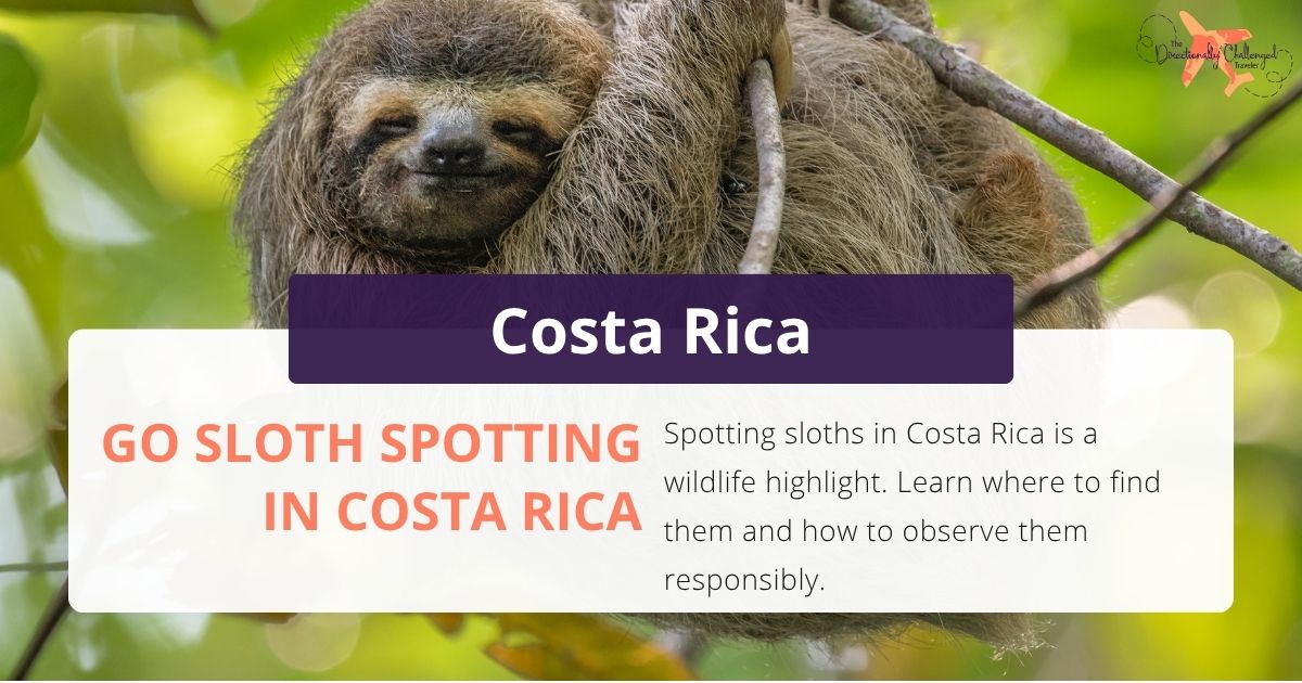 Go Sloth Spotting in Costa Rica