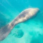 Snorkeling with Manatees in Belize