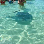 Swimming with Stingrays in Antigua