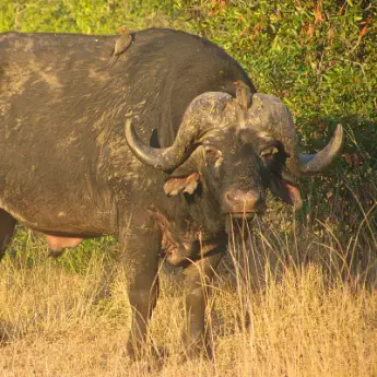 A Complete Guide to Visiting Kruger National Park, South Africa