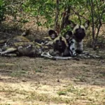 Monitoring African Painted Dogs in South Africa