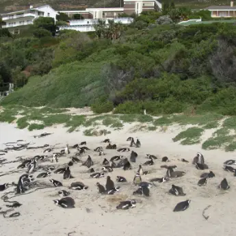 Penguin Spotting in South Africa