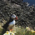 21 Fun Facts About Iceland