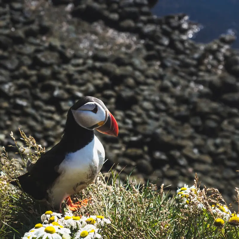 21 Fun Facts About Iceland