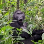Fun Facts about Kahuzi Biega National Park