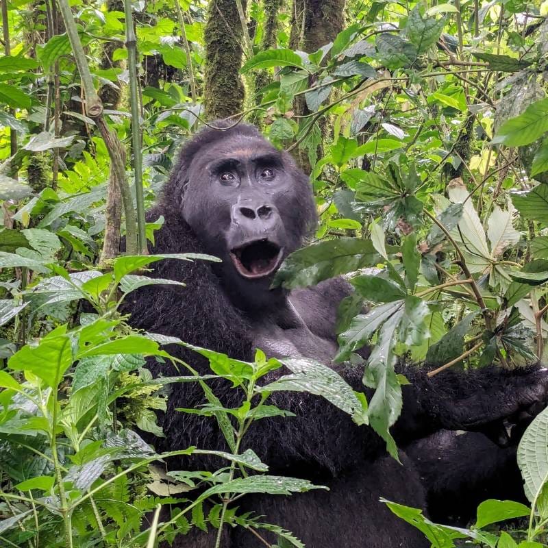Fun Facts about Kahuzi Biega National Park