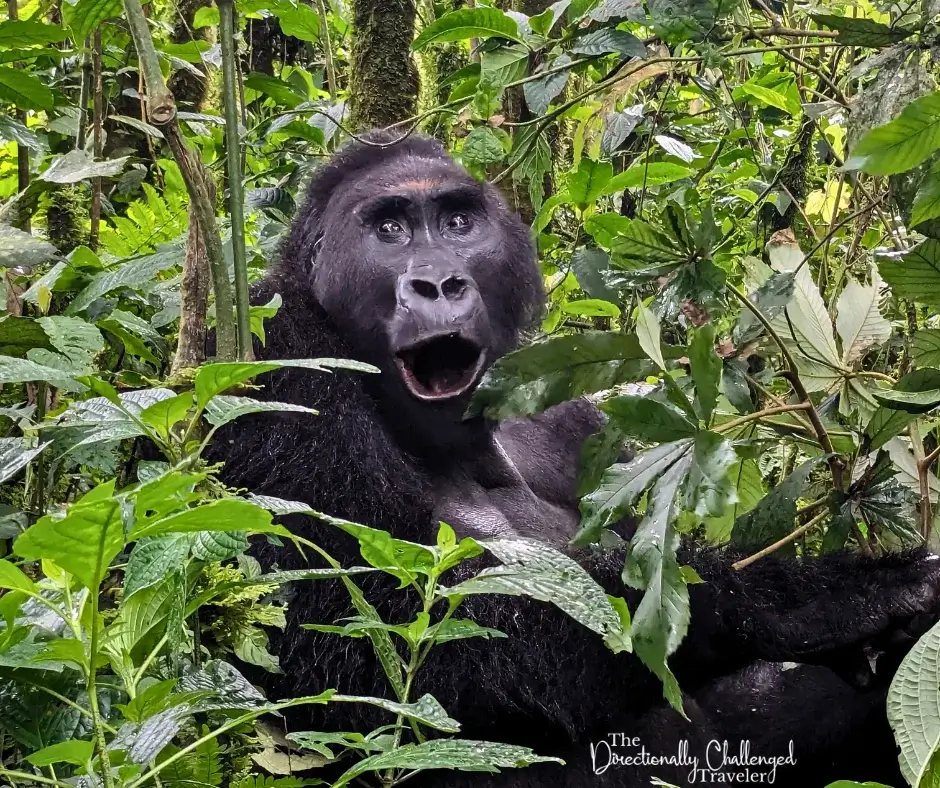 A silverback gorilla in Kahuzi-Biega, DRC. 