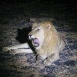 10 Top National Parks in Uganda for Wildlife Enthusiasts