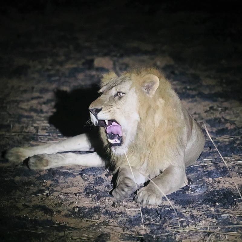 10 Top National Parks in Uganda for Wildlife Enthusiasts
