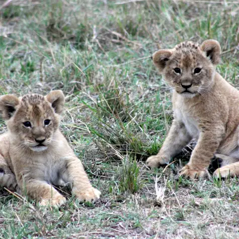 Two lion cubs in Kenya during ethical animal tourism. 