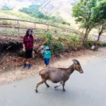 Spotting Nilgiri Tahrs in India