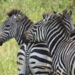 How to Get a Tourist Visa to Uganda