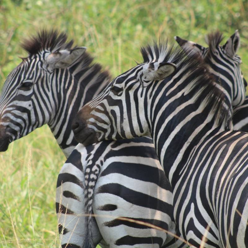 How to Get a Tourist Visa to Uganda