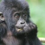 Uganda Gorilla Trekking Cost: Budget-Friendly Tips & Tricks