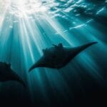 Best Places to See Manta Rays Around the World
