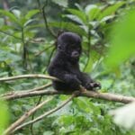 13 Key Gorilla Trekking Mistakes to Avoid