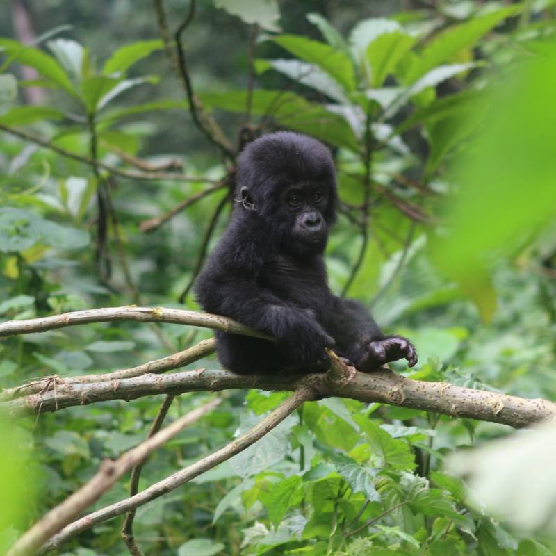 13 Key Gorilla Trekking Mistakes to Avoid