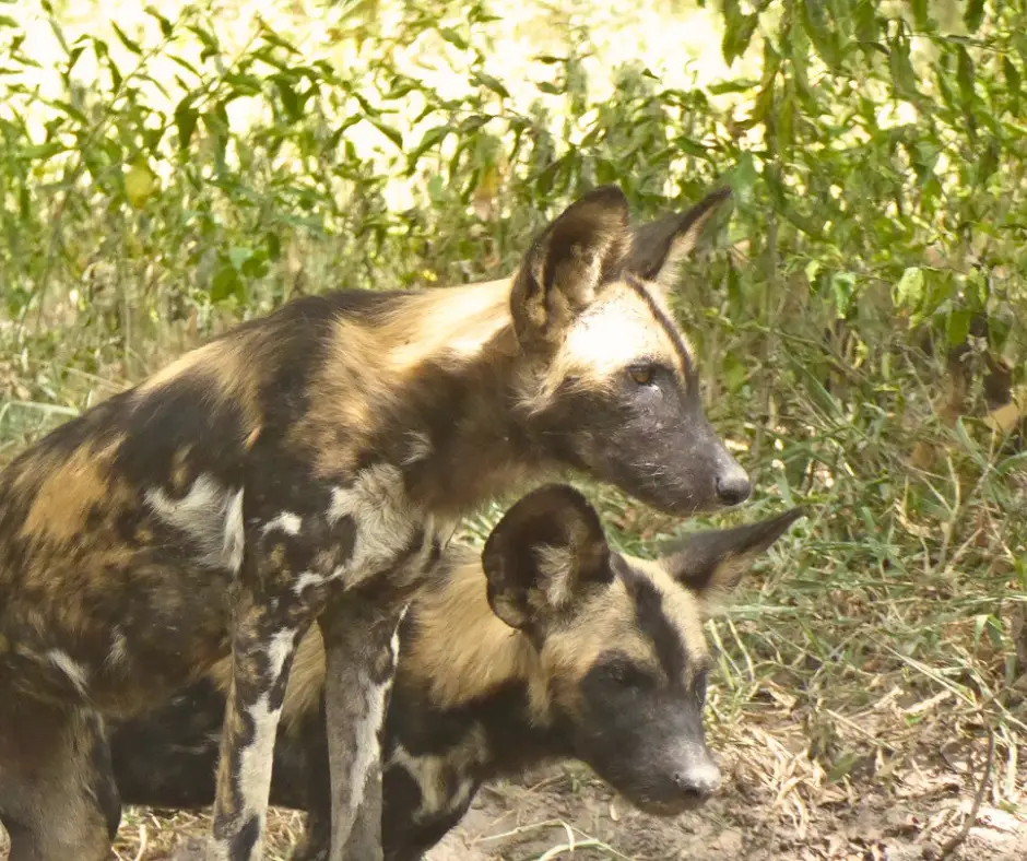 Wild dogs in Tanzania, one of the best vacations for animal lovers