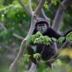 Discovering Black-Shanked Douc Langur Monkeys in Vietnam