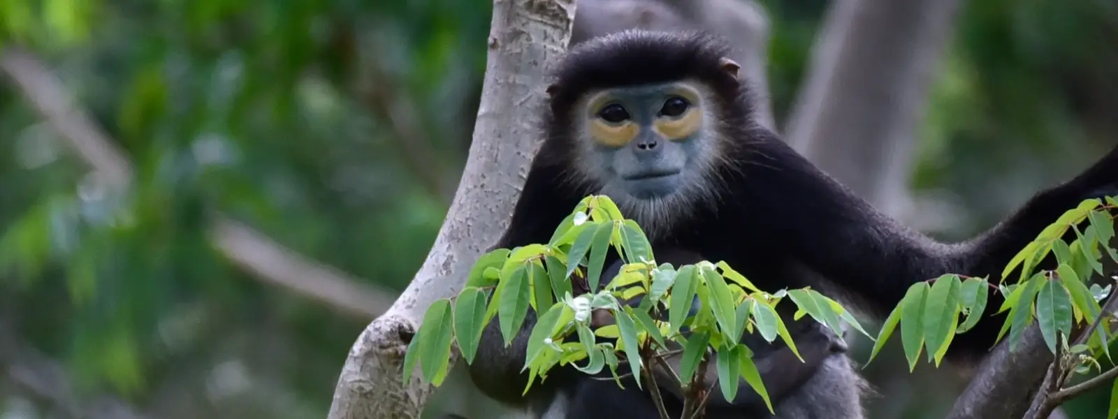 Discovering Black-Shanked Douc Langur Monkeys in Vietnam