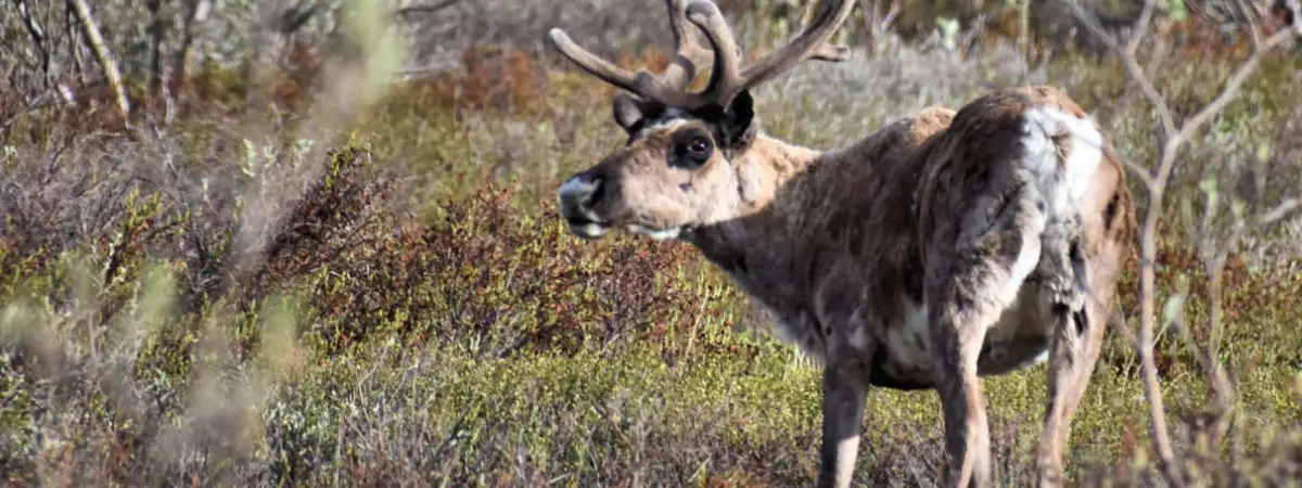 Best Vacations for Animal Lovers