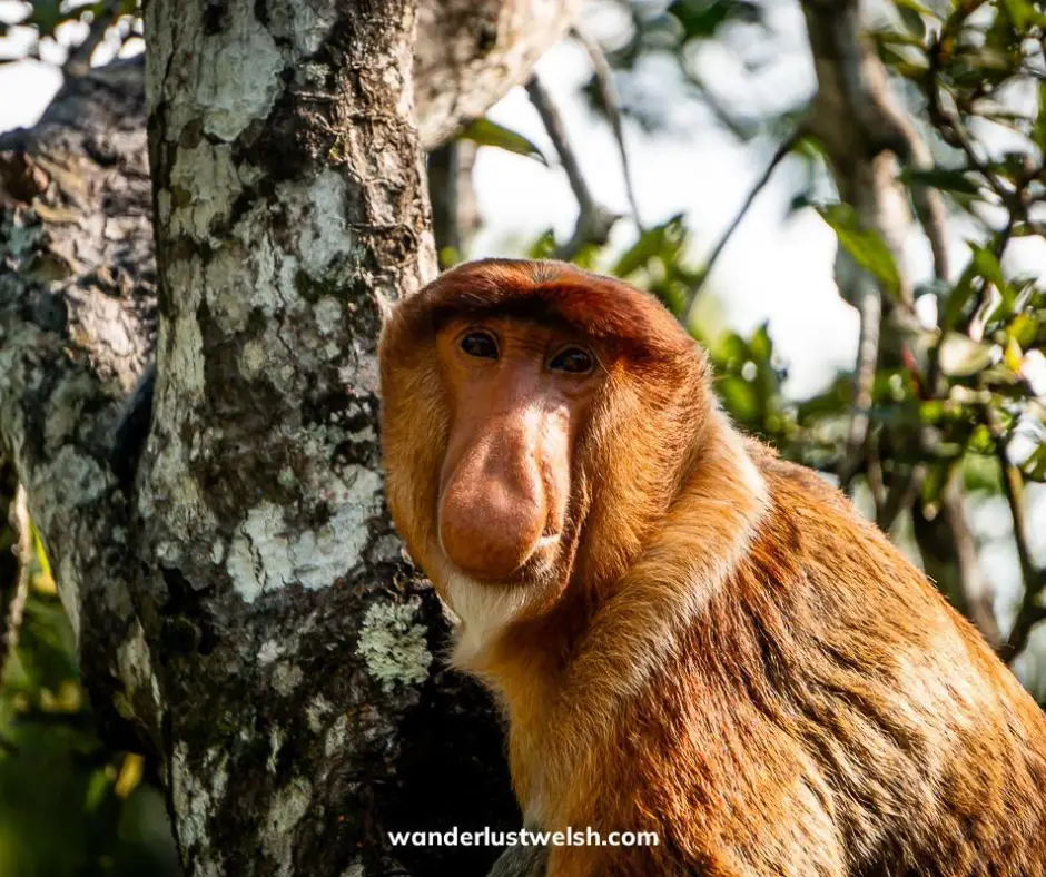 A monkey in Malaysian Borneo - one of the best destinations for animal lovers. 