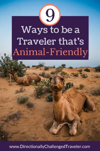 How to be an animal-friendly traveler