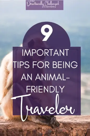 How to be an animal-friendly traveler