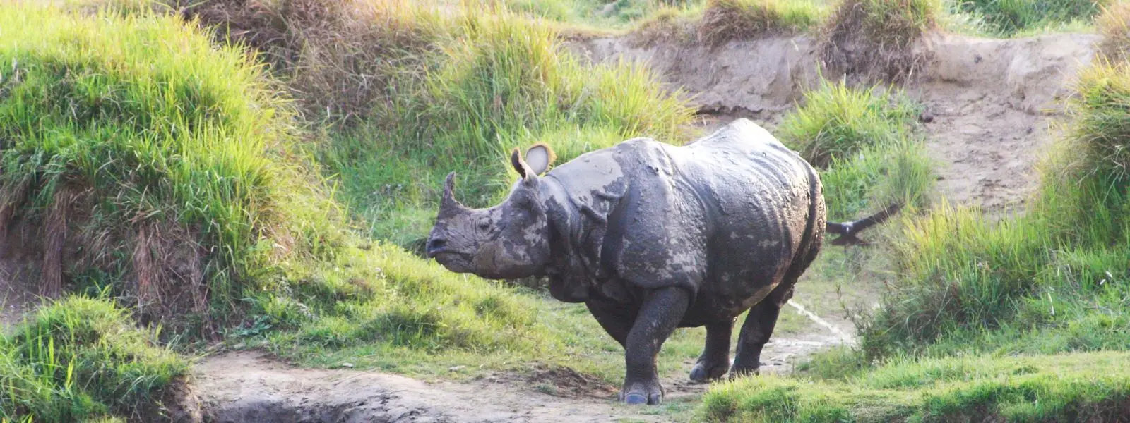 9 Simple Ways to Be an Animal-Friendly Traveler