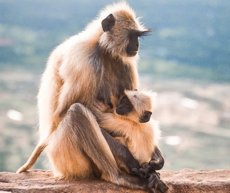 A baby monkey and it's mother. 