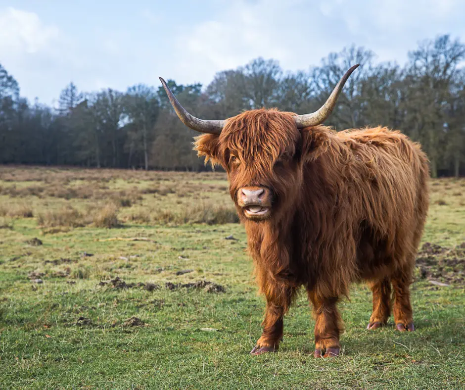 A highland cow in Scotland. 