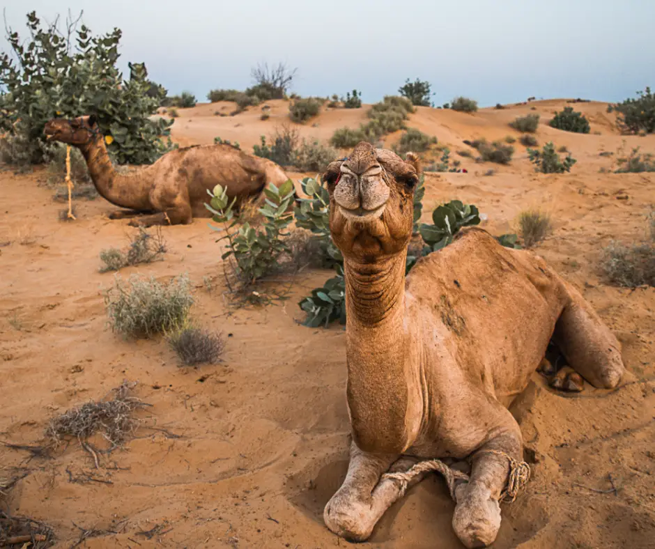 Camels in the desert