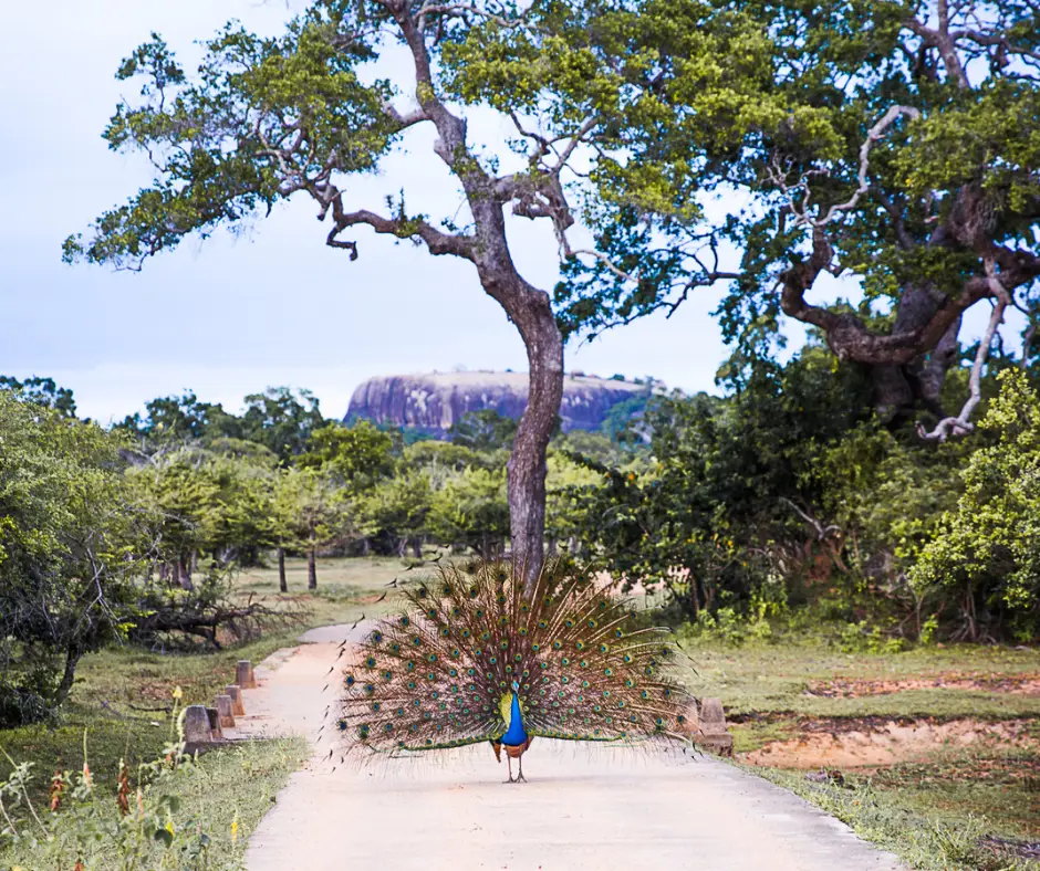 A peacock showing off their feathers. Be an animal friendly traveler. 