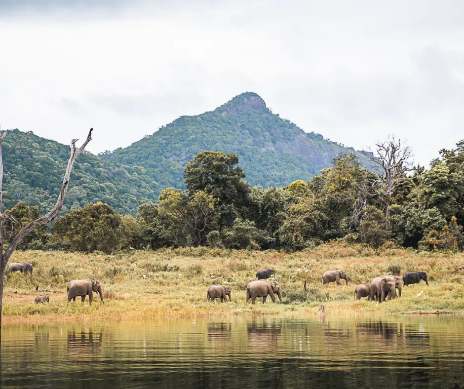 Elephants in the wild. 