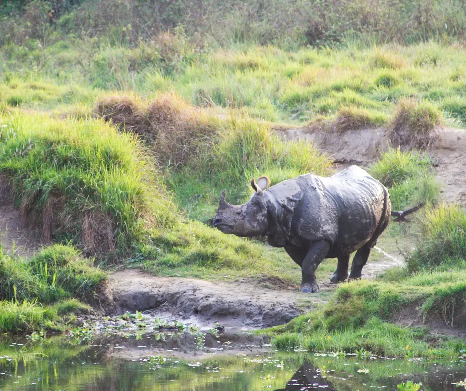 A rhino in the wild. 