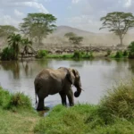 9 Simple Ways to Be an Animal-Friendly Traveler
