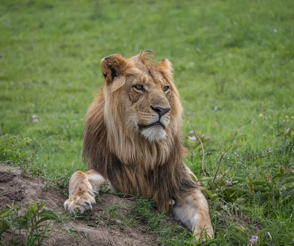 A lion in Kenya on a budget.