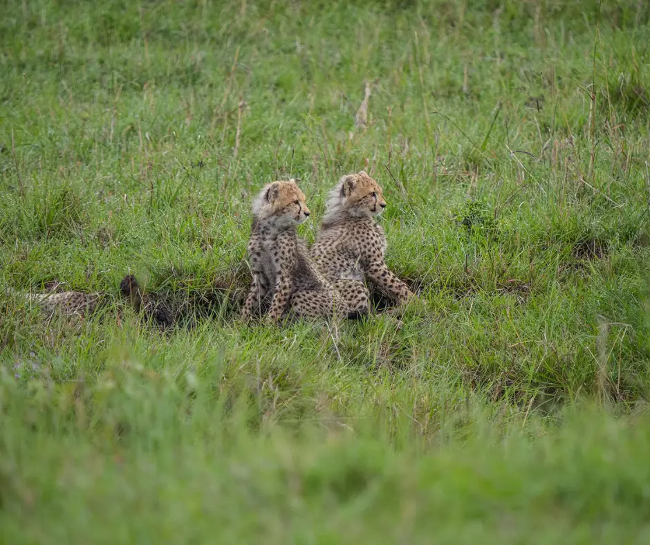 Cheetah cubs in Kenya on a budget. 