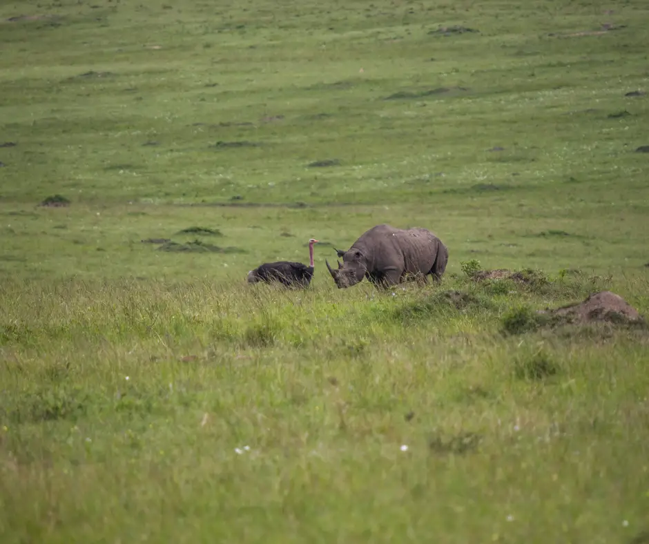 A rhino and ostrich in Kenya on a budget. 