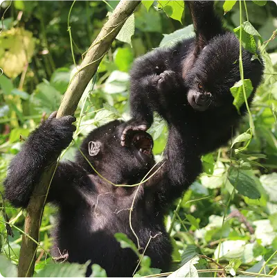 Photo of two baby Gorillas playing in the rainforest.