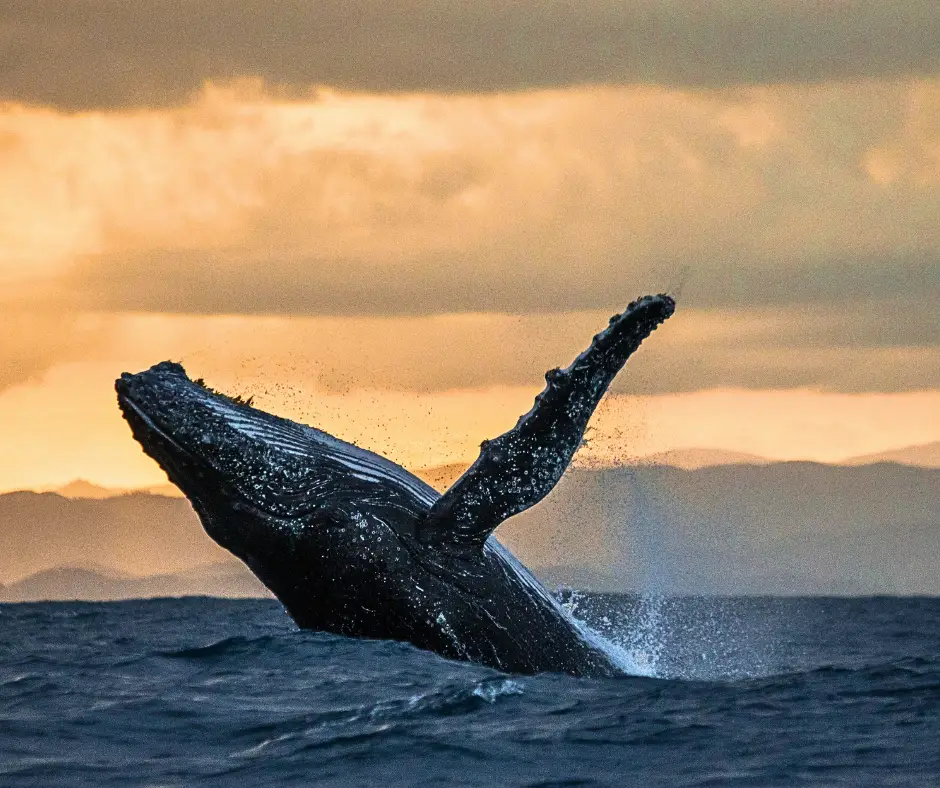 A humpback whale breaching