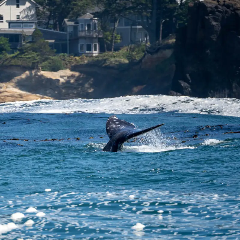 Best Places to Go Whale Watching Around the World