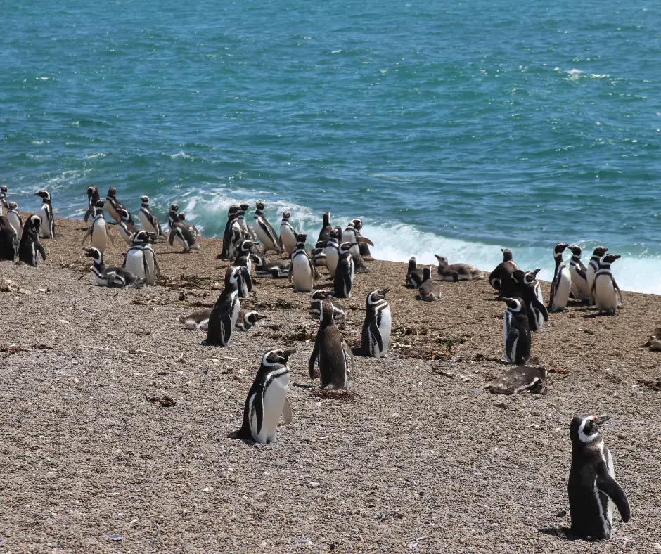 Penguins on the Valdes Peninsula - one of the most beautiful natural landmarks in Argentina. 