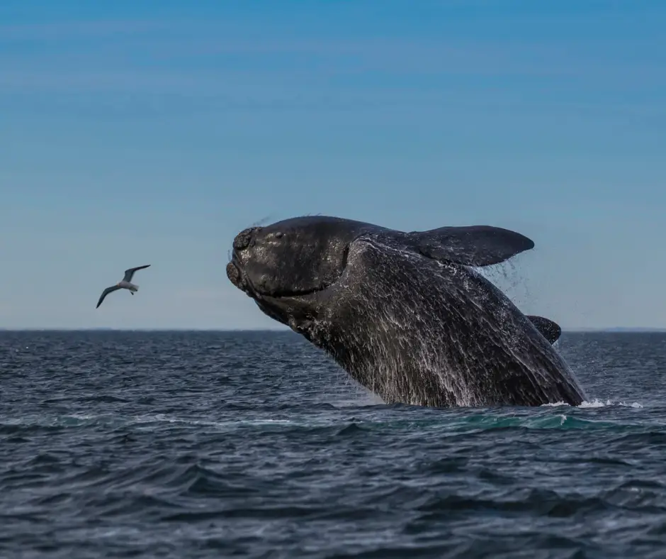 A whale breaching in Puerto Madyrn, Argentina. 
