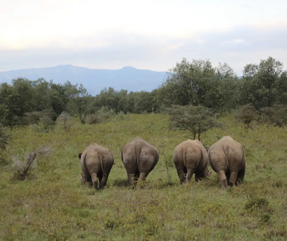 Four rhinos in Kenya. 