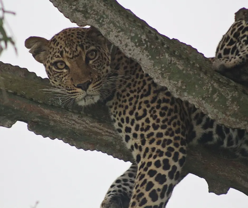 A leopard in Uganda - one of the  big five safari animals. 